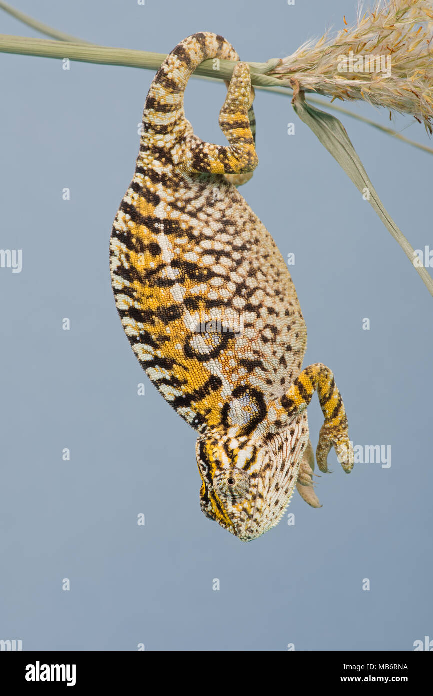 Teppich Chameleon (Furcifer lateralis) Stockfoto