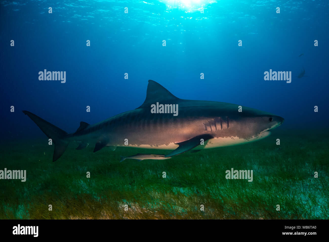 Tiger Shark Bahamas Stockfoto