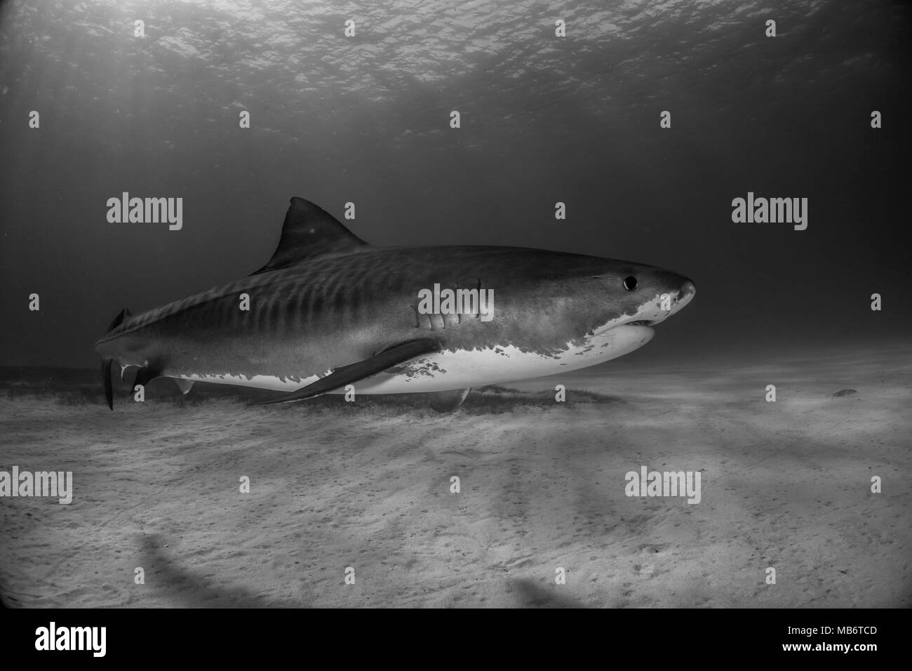 Tiger Shark Bahamas Stockfoto