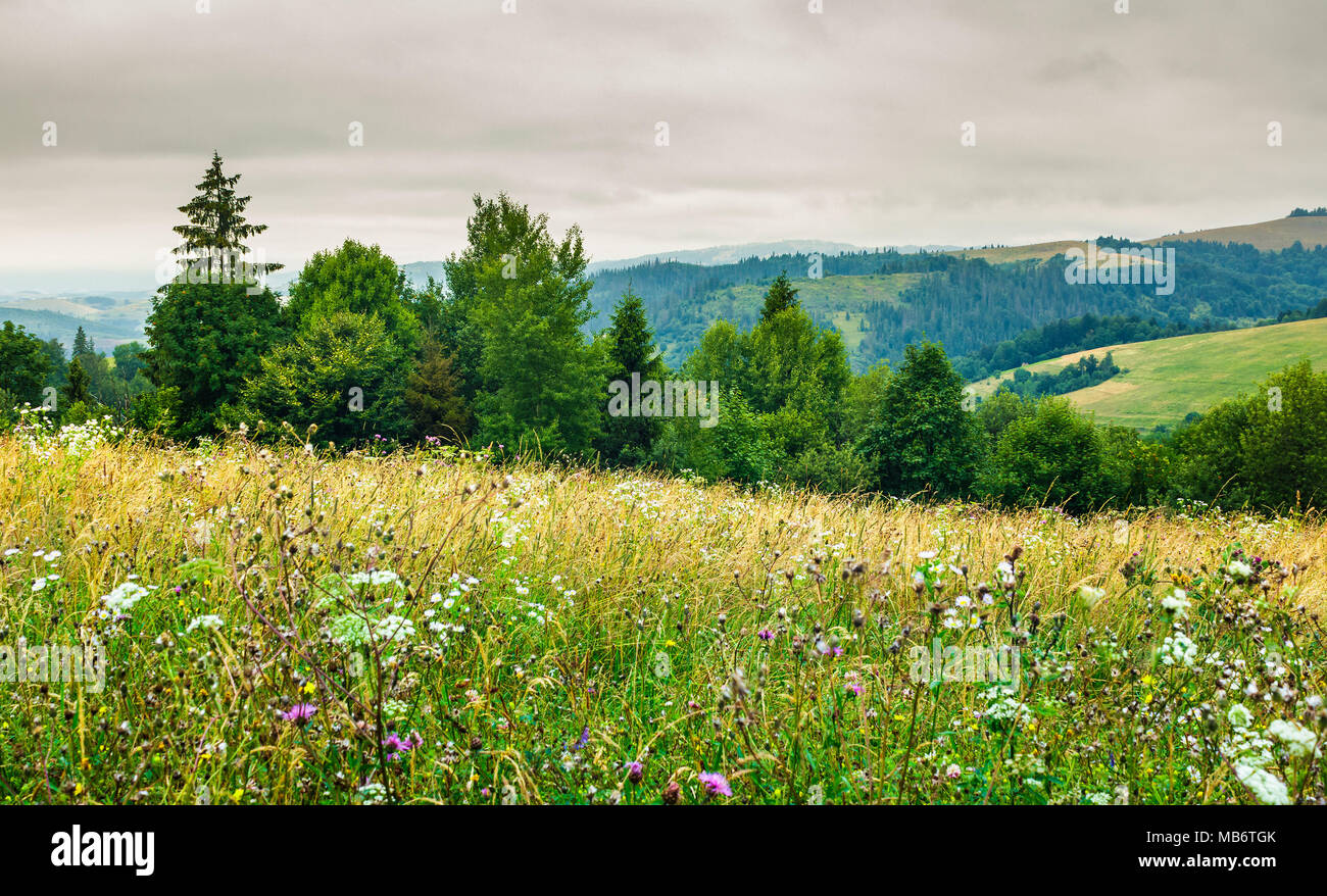 Gras Wiese auf bewaldete Hügel. schöne Natur Landschaft an einem bewölkten Tag im Sommer Stockfoto