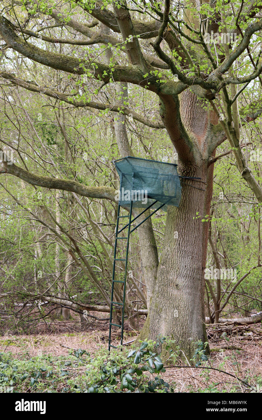 Metall Rotwild Keulung hohen Sitz mit Leiter zu einer großen Eiche im Wald befestigt. Stockfoto