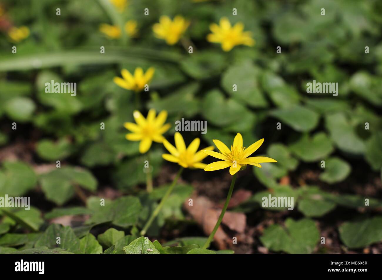 Gelb Frühling Blumen von Ficaria verna (pilewort Stockfotografie - Alamy