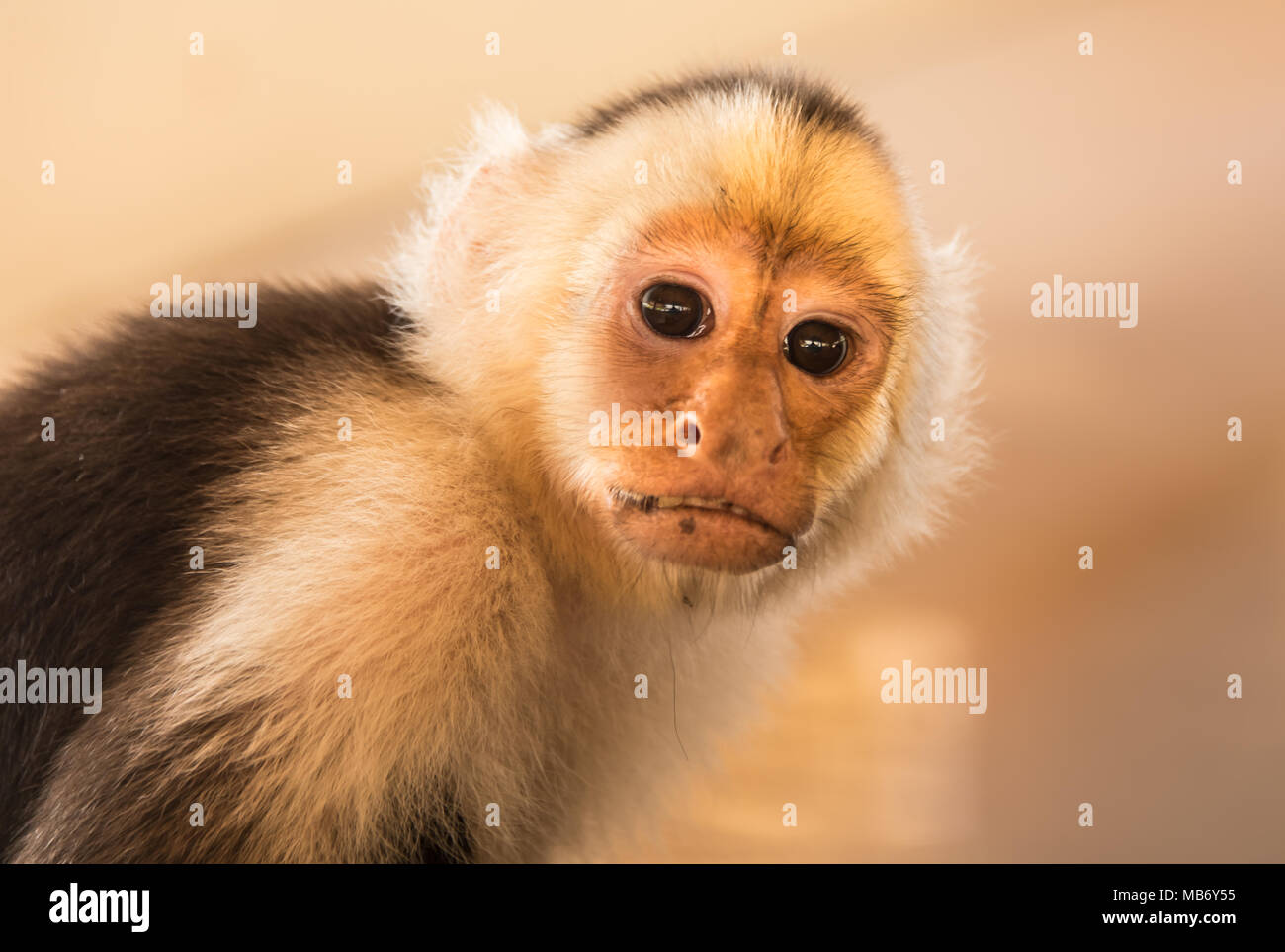 Cute Kapuziner Affen auf Kamera Stockfoto