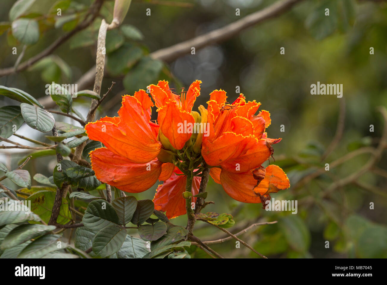 Helles orange African Tulip Tree Blossom in Boquete, Panama Stockfoto