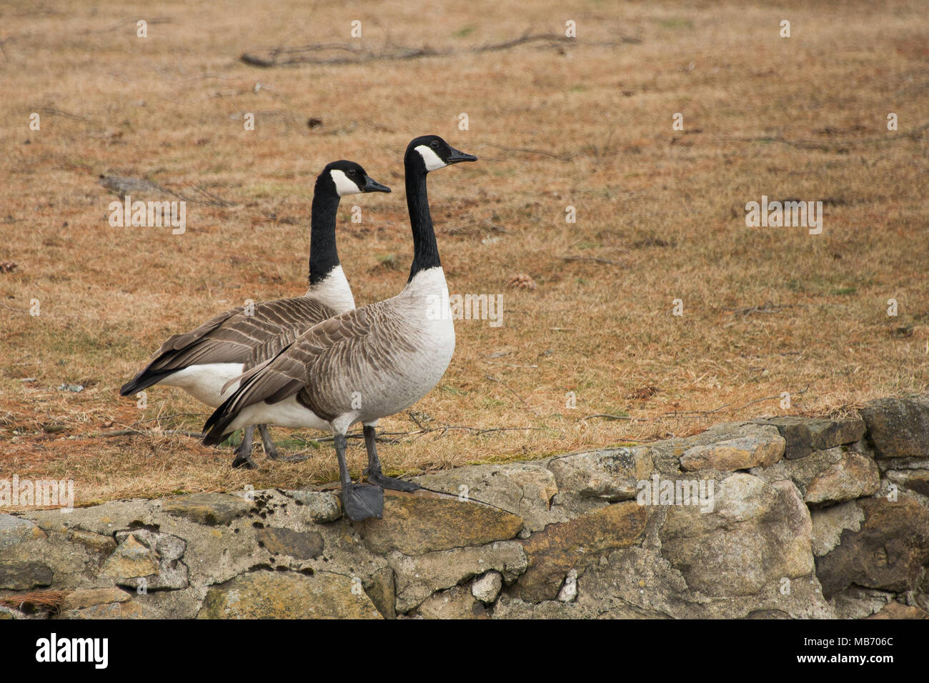 Ein Paar von Kanada Gänse, Branta canadensis, stehend auf einer Felswand am Rand der Lakeside Park in Spekulant, NY USA im frühen Frühling. Stockfoto
