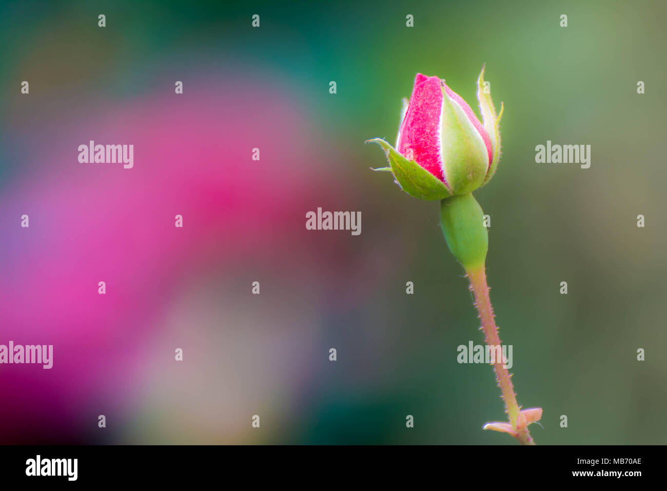 Red Rose einzelne Knospe Stockfoto