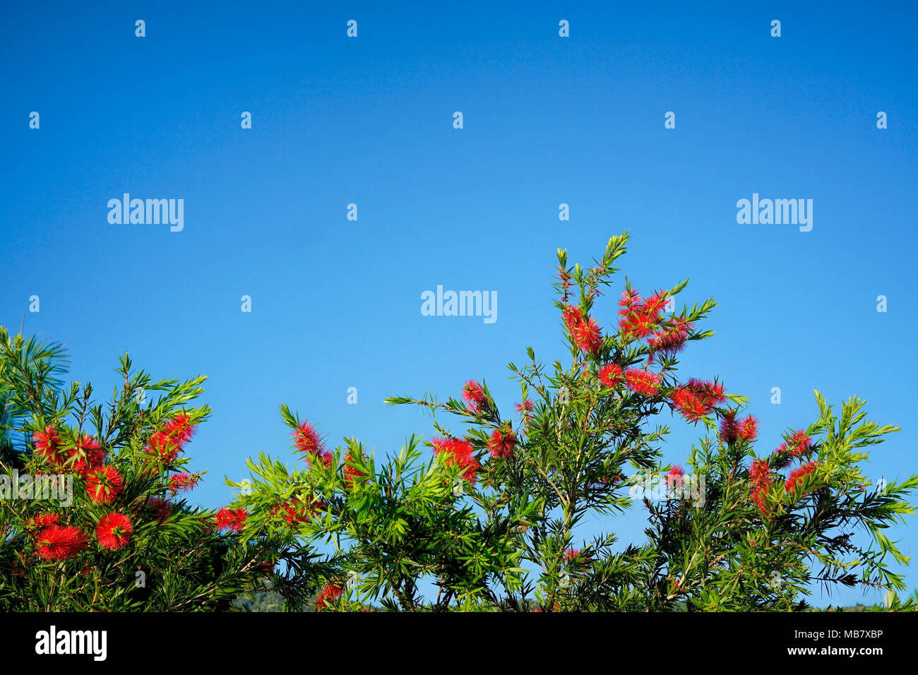 Australian native rot Flaschenbürste Bäume (callistemon) mit blauen Himmel als Hintergrund Stockfoto