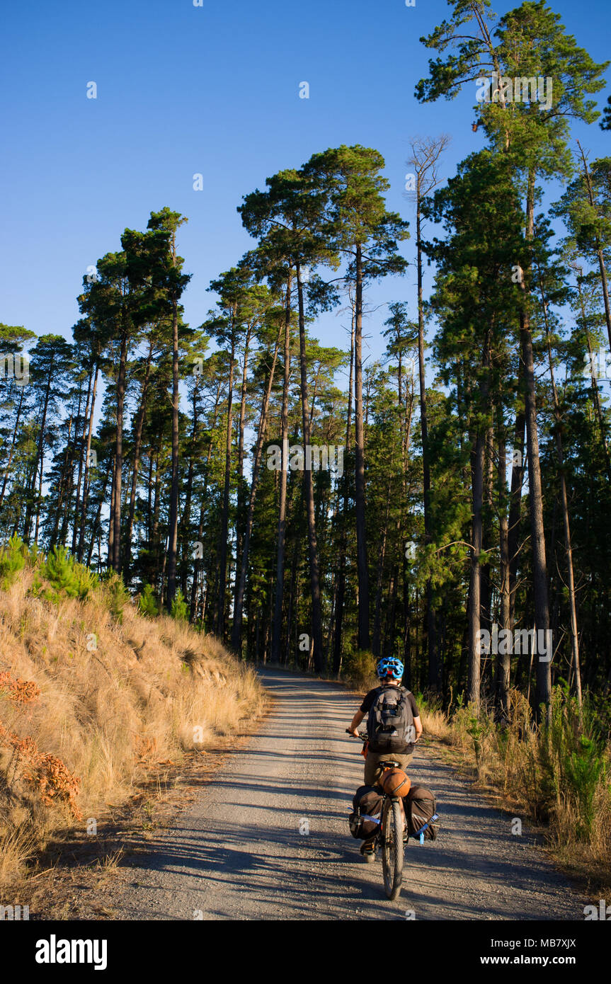 Ein Teenager reitet ein Mountainbike entlang einer Forststraße in einem Fahrrad Verpackung Abenteuer in Australien. Stockfoto