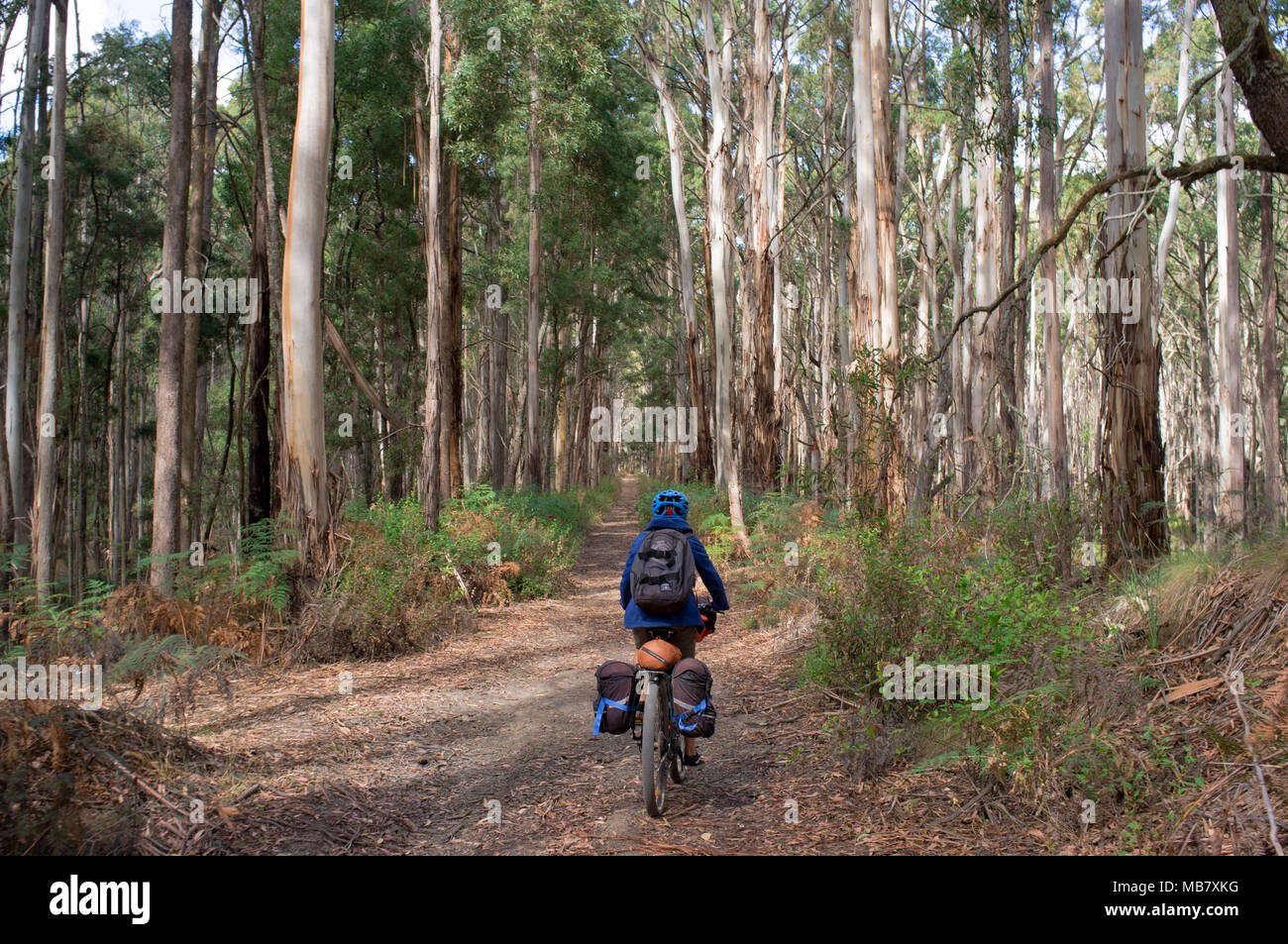 Ein Teenager reitet ein Mountainbike entlang einer Spur durch einen Eukalyptuswald auf einem Fahrrad Verpackung Abenteuer. Stockfoto
