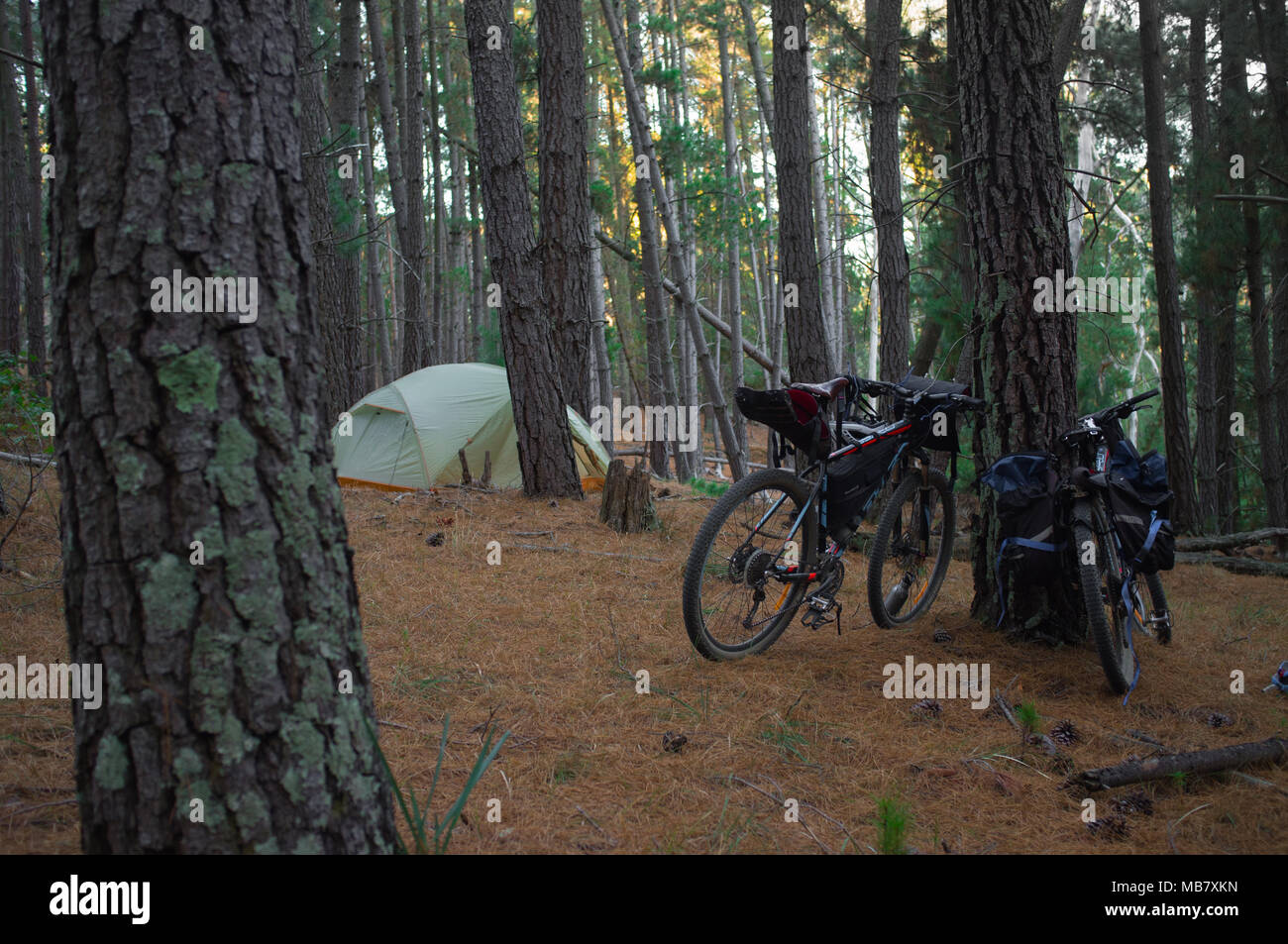 Zwei Mountainbikes rest gegen einen Baum in der Nähe eines lagerten sich in einem Kiefernwald, am späten Nachmittag. Stockfoto
