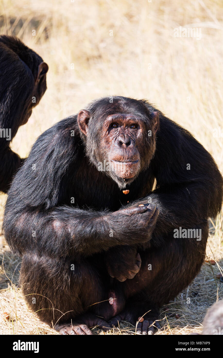 Südafrika, Mpumalanga, Jane Goodall Schimpansen Heiligtum - Pan troglodytes Stockfoto
