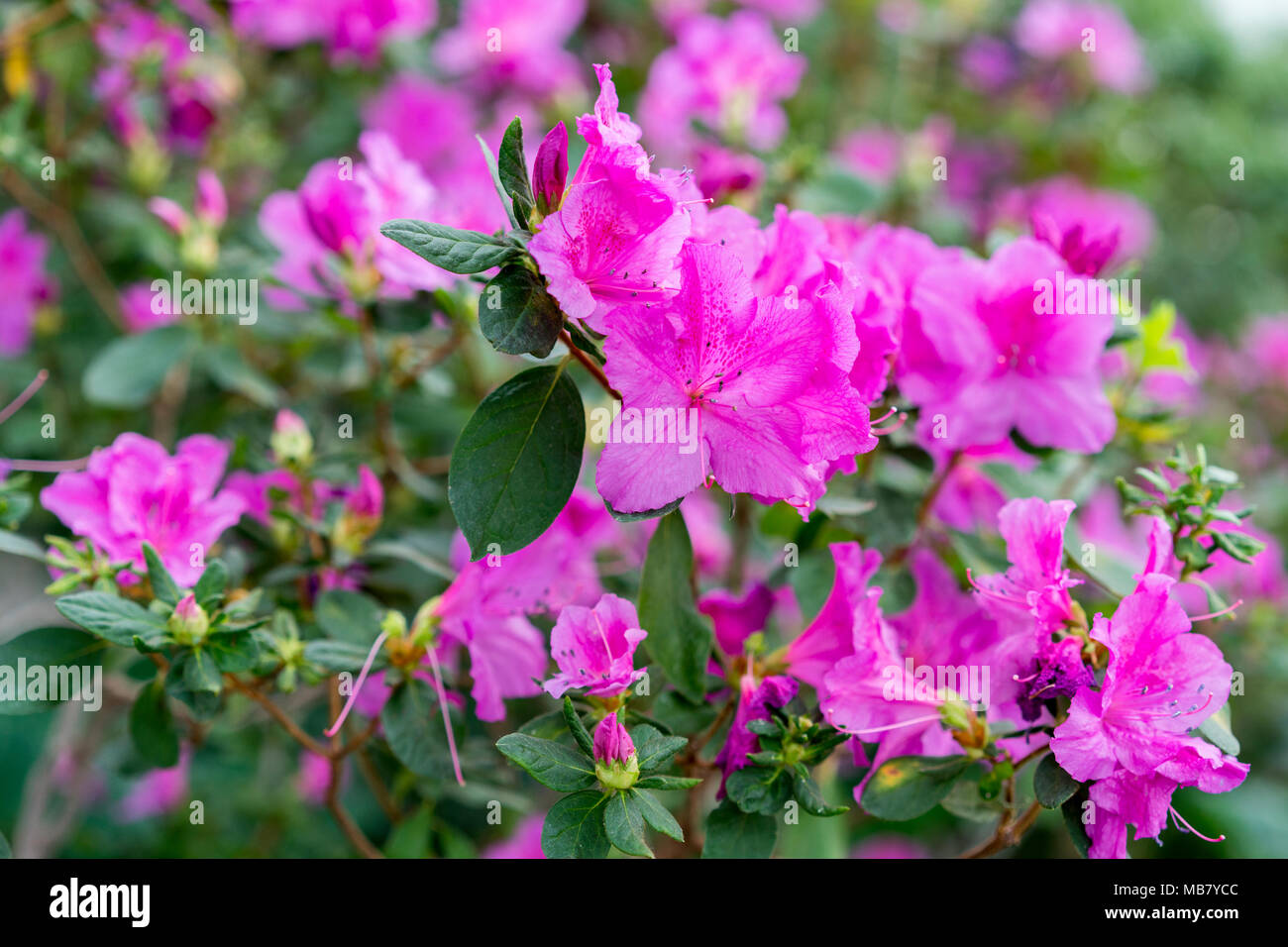 Rosa Satsuki Azalee blüht (Azalea Rhododendron Stockfotografie Alamy
