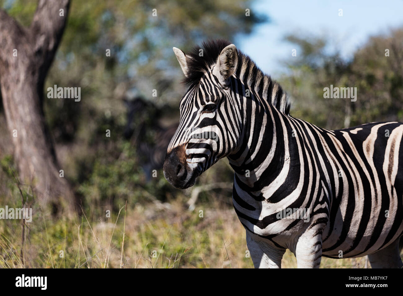 Südafrika, Kwazulu-Natal, Tembe Elephant Park, Ebenen Burchell's Zebra - Equus quagga Stockfoto