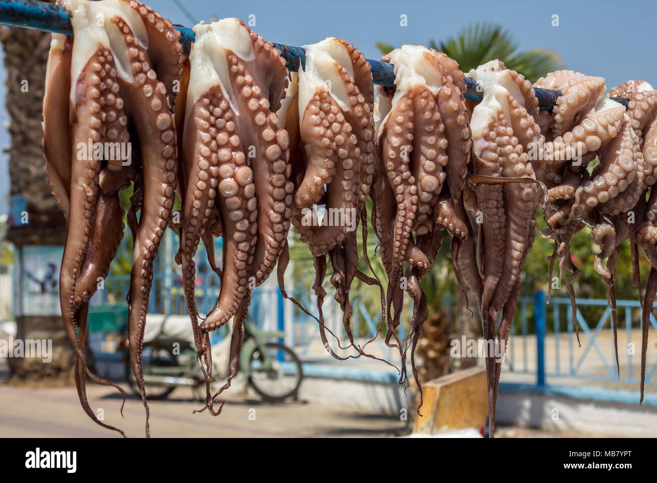 Frische Tintenfische hängen in der Sonne zu trocknen, traditionelle mediterrane Kraken zu kochen, Octopoda Stockfoto