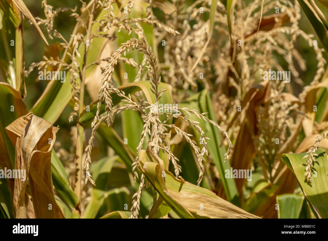 Blühende Organic Green Maispflanzen, Zea mays Stockfoto