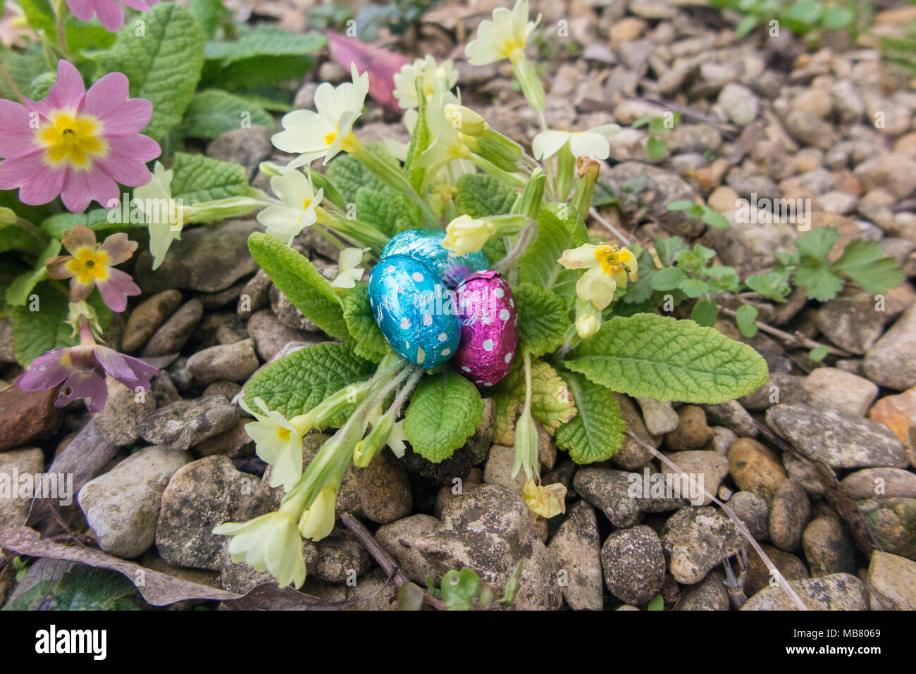Ostern Schokolade Eier in bunten Folien in einem primrose Anlage eingebettet Stockfoto
