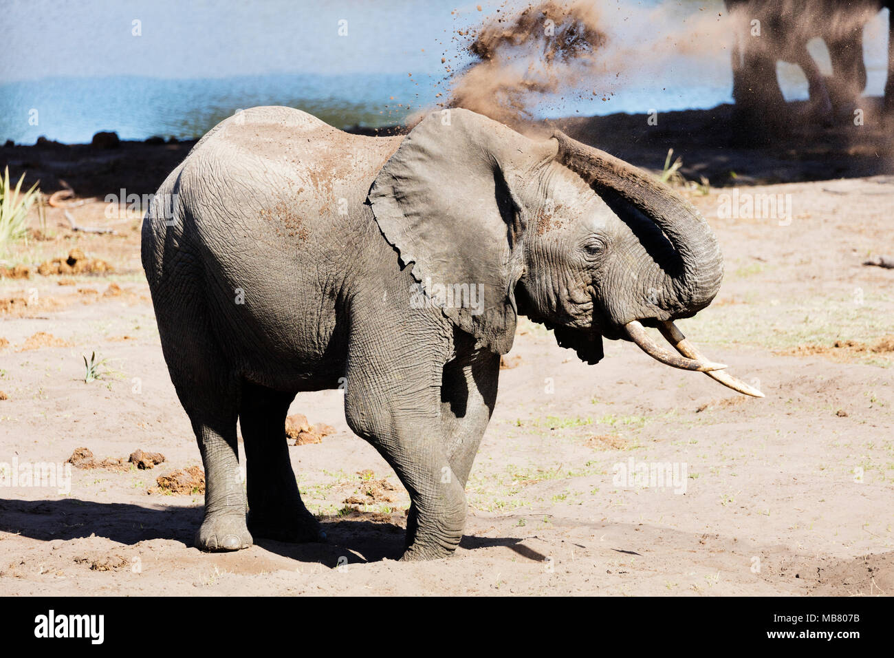 Südafrika, Kwazulu-Natal, Tembe Elephant Park, Afrikanischer Elefant, Loxodonta Africana Stockfoto
