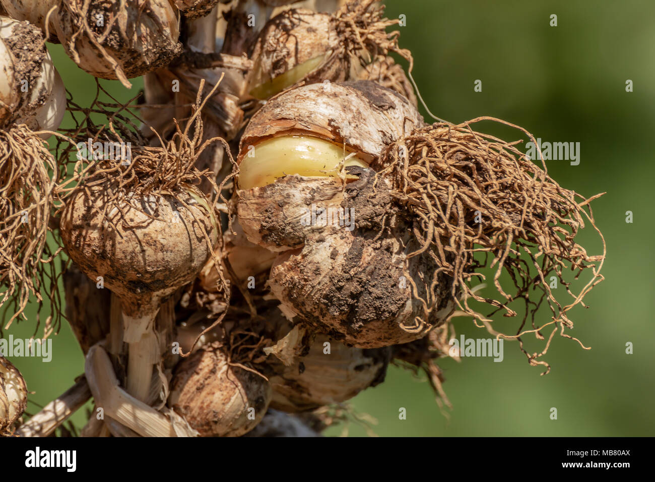 Geflochtene organischen rohen Knoblauch Zwiebeln. Traditionelle Trocknung von Knoblauch, Allium sativum Stockfoto