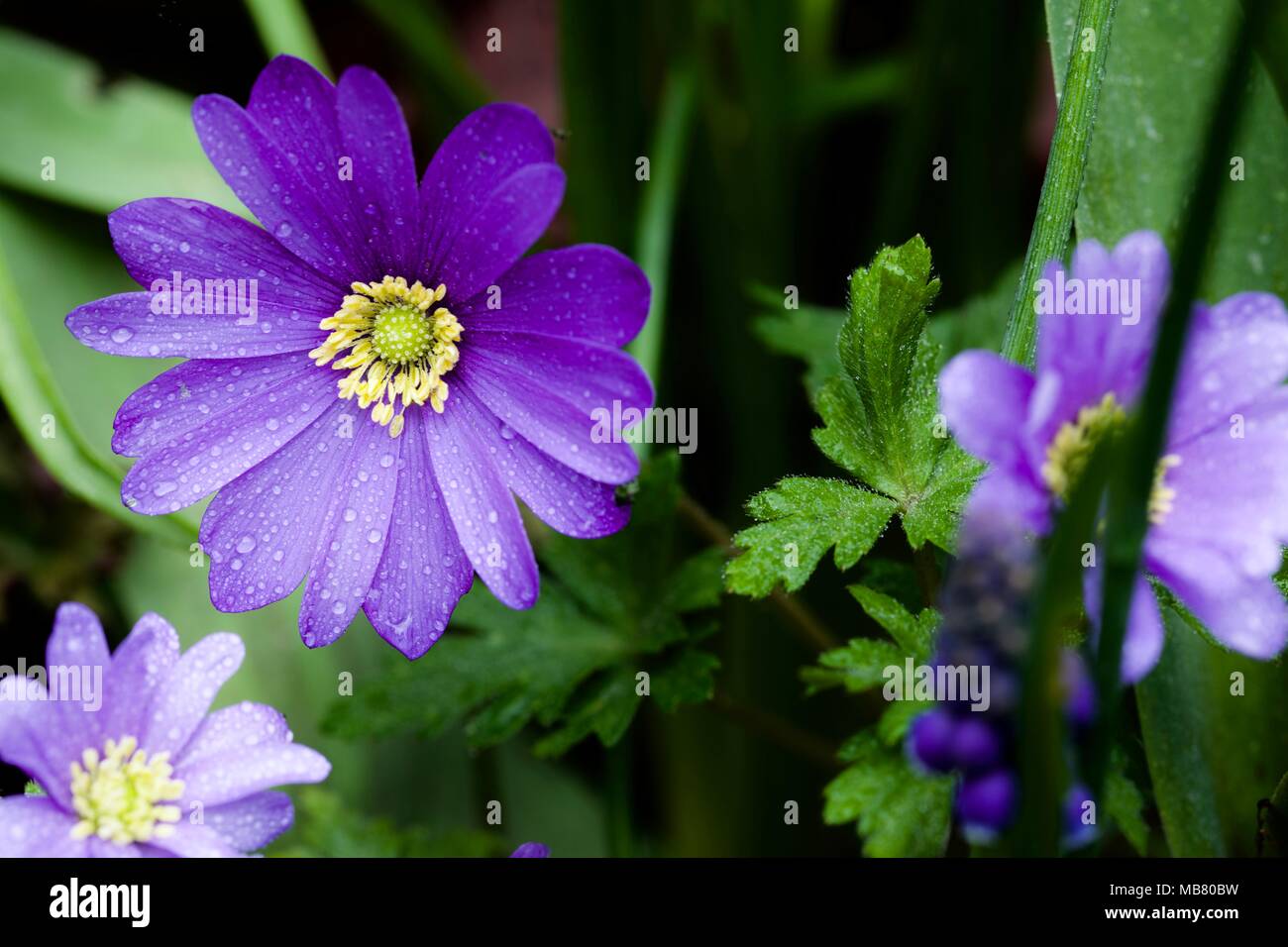 Violett-blaue Anemone blanda - Winter Cuneata Stockfoto