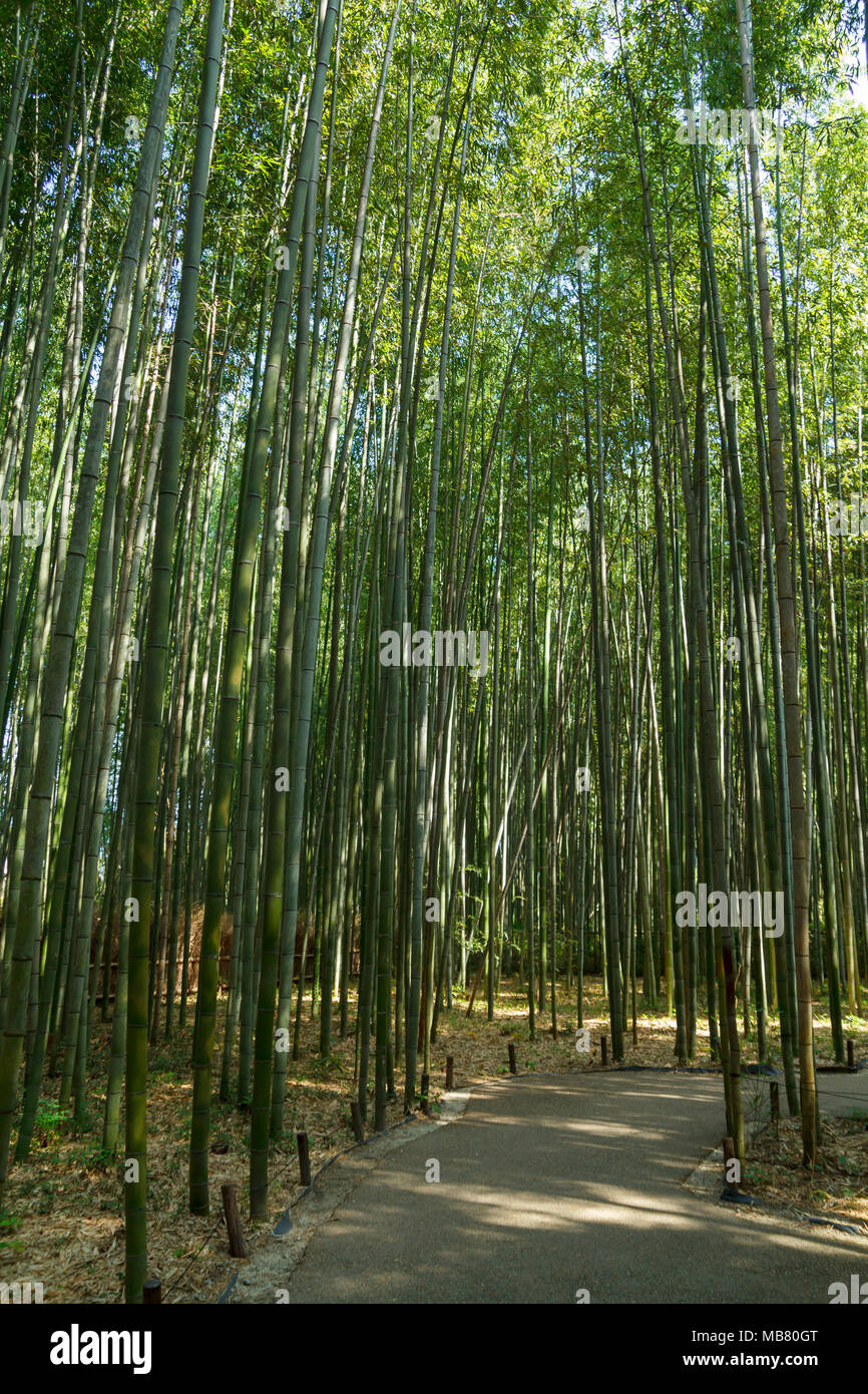 Bambus Wald am Arashhiyama Bezirk in Kyoto, Japan Stockfoto