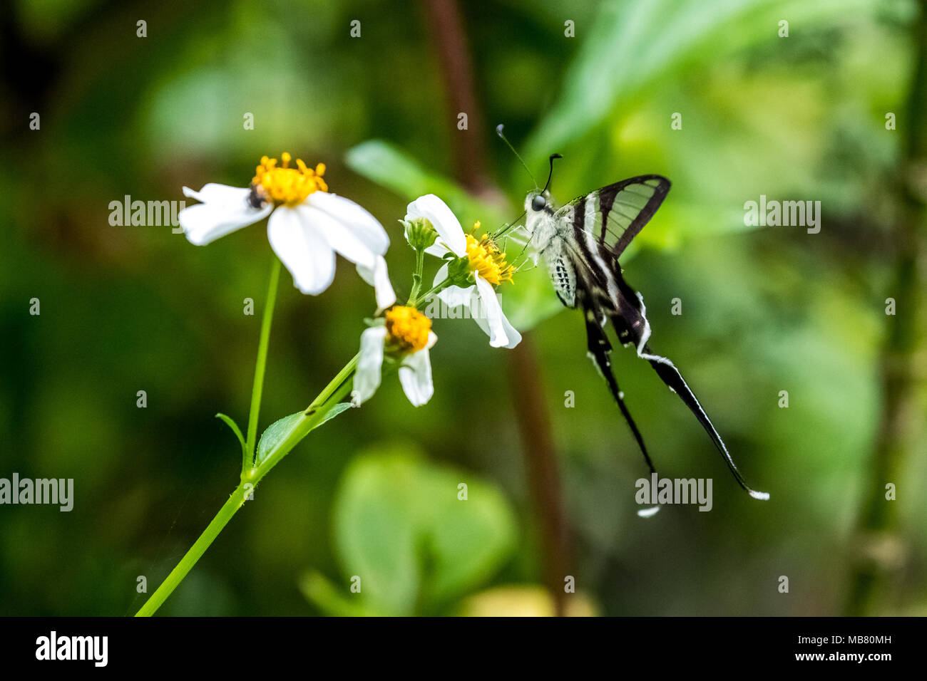 Weiß (Dragontail Lamproptera curius) trinken auf Anlage Stockfoto