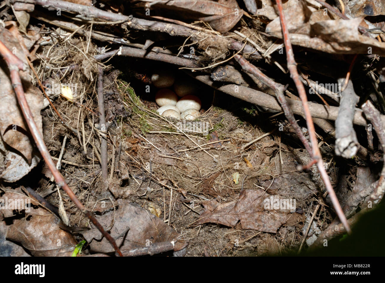 Erithacus Rubecula. Das Nest der Robin in der Natur. Russland, Moskau. Stockfoto