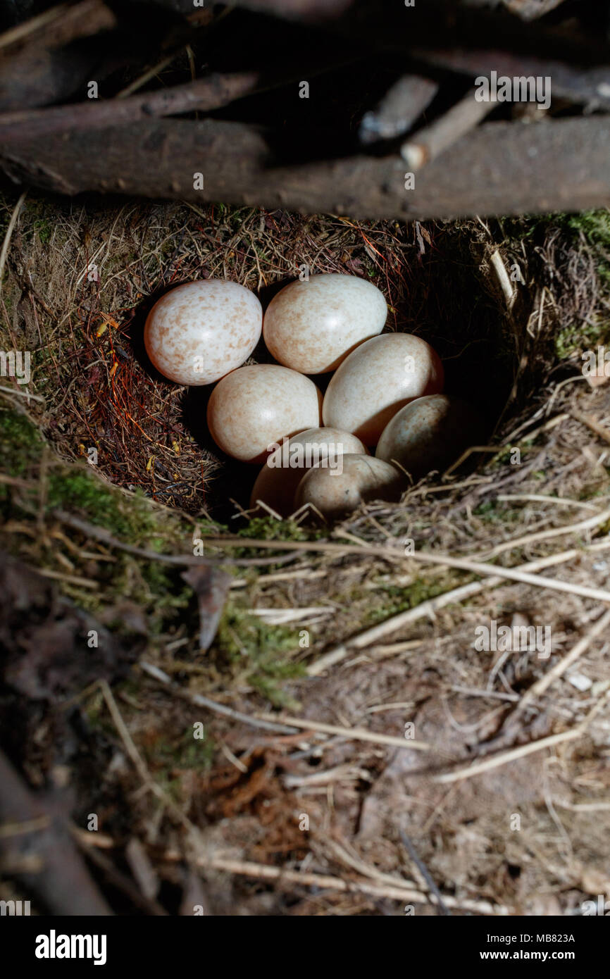 Erithacus Rubecula. Das Nest der Robin in der Natur. Russland, Moskau. Stockfoto