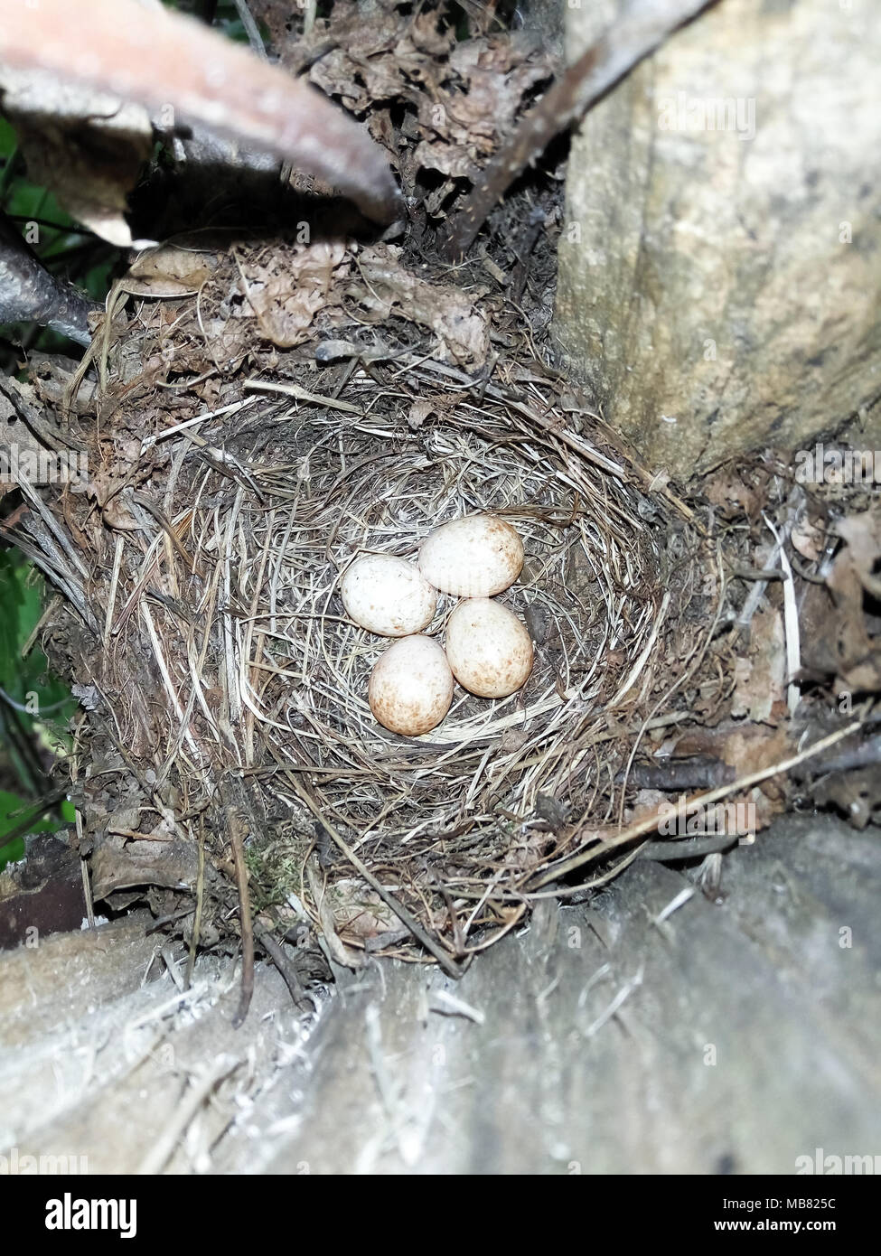 Erithacus Rubecula. Das Nest der Robin in der Natur. Der Vogelarten ist ungenau identifiziert. Stockfoto