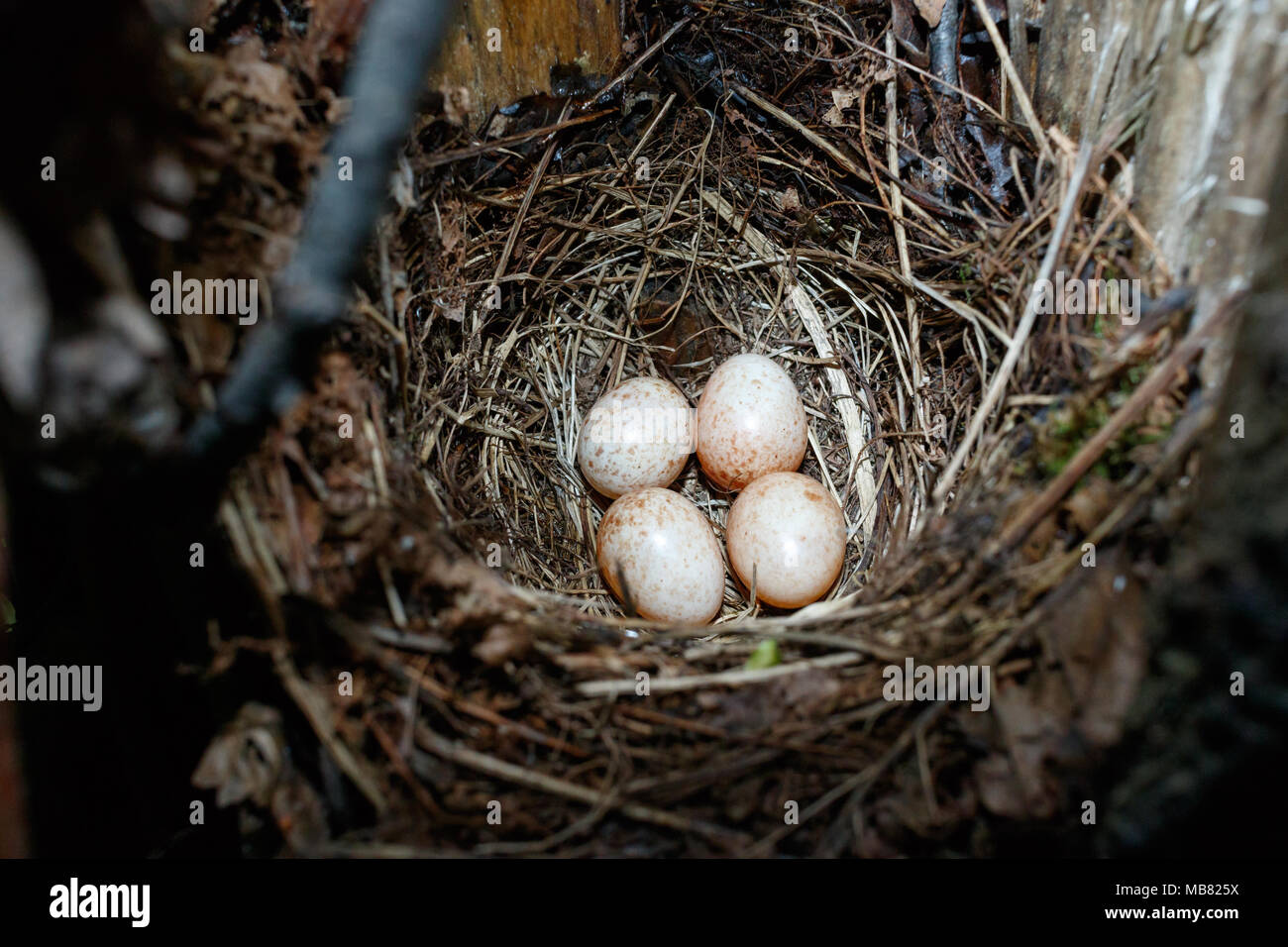 Erithacus Rubecula. Das Nest der Robin in der Natur. Der Vogelarten ist ungenau identifiziert. Stockfoto