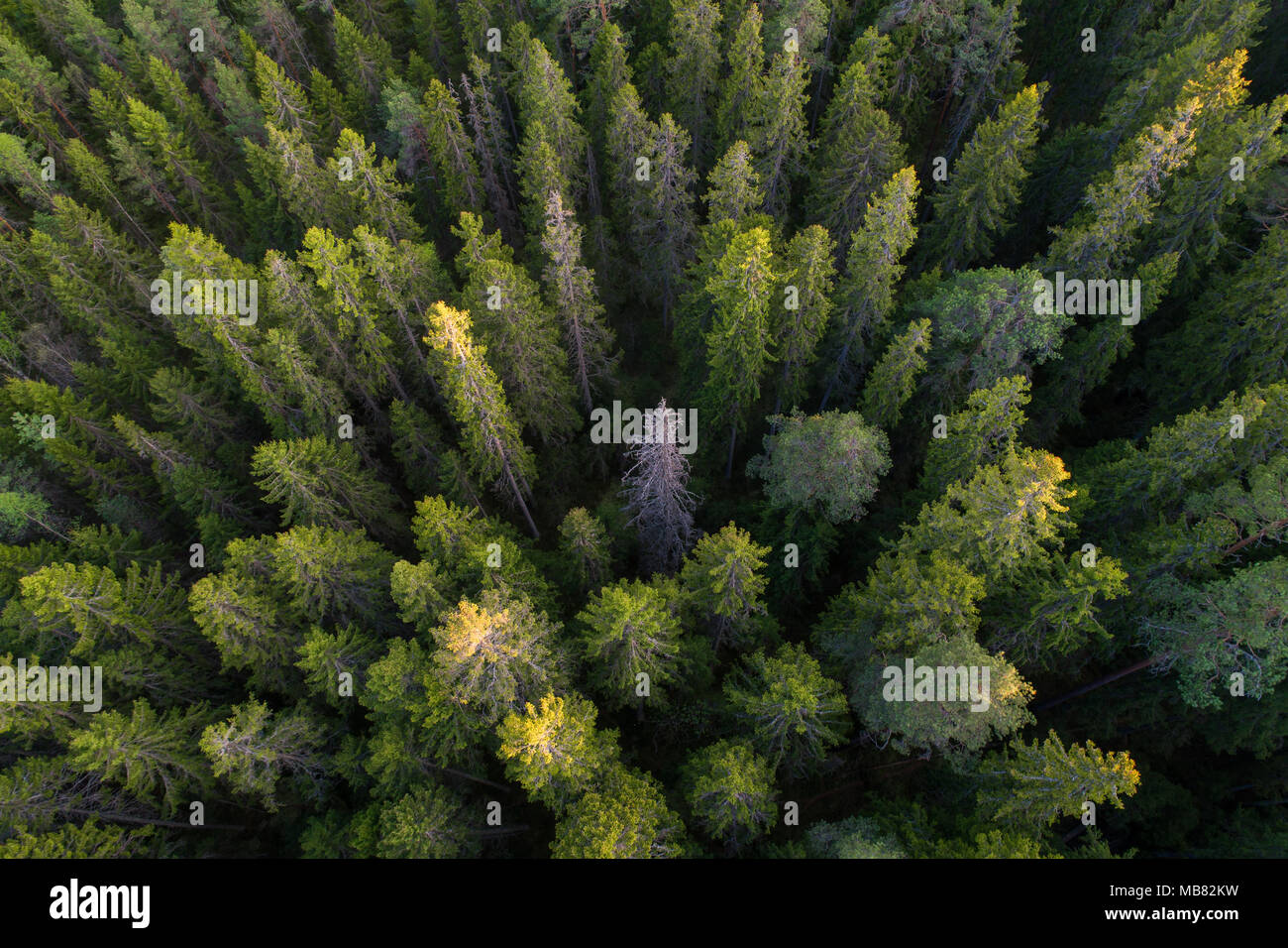 Luftbild des nördlichen borealen aka Taigawald Stockfoto