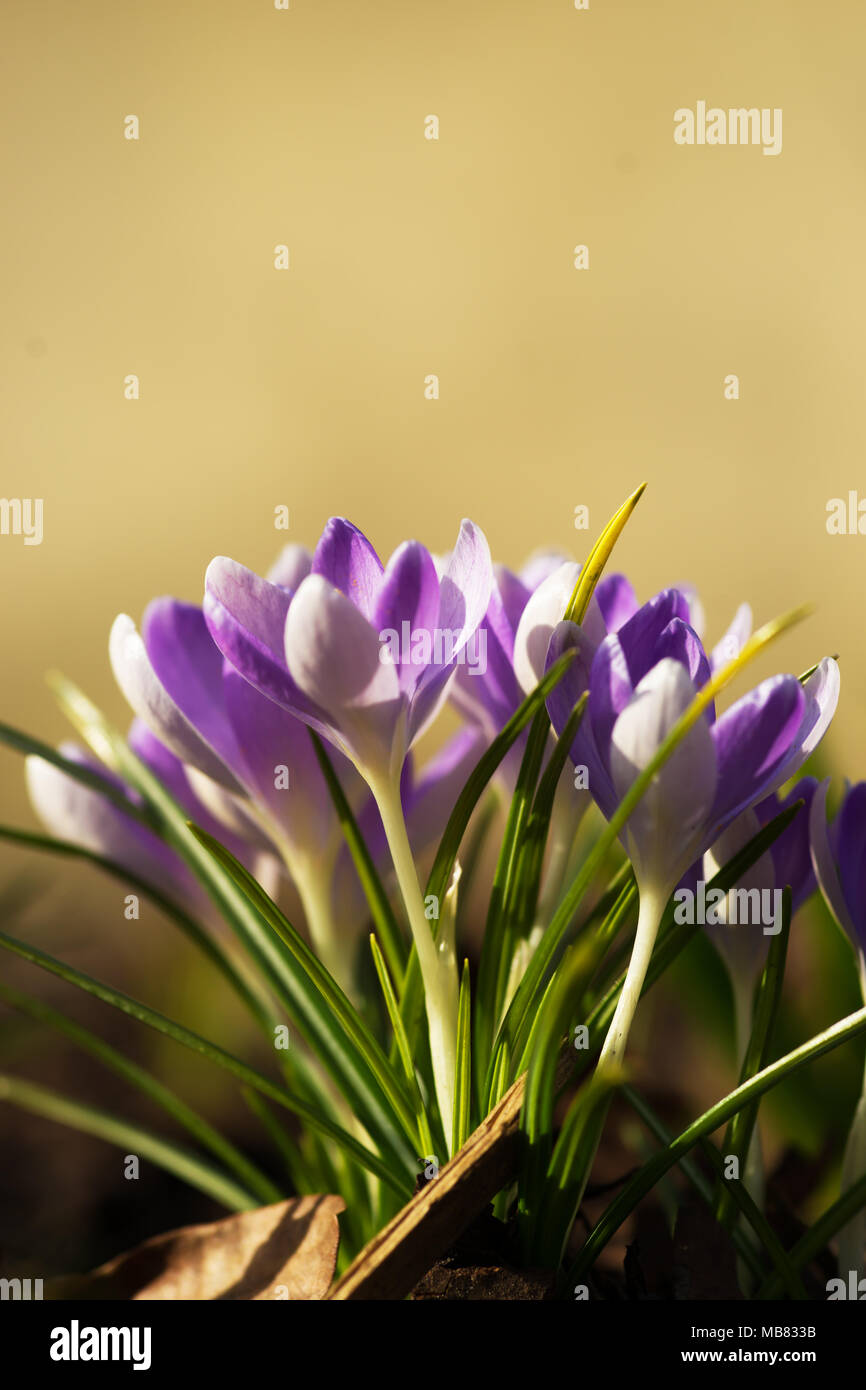 Krokus, Krokusse oder Plural croci ist eine Gattung von Blütenpflanzen in der iris Familie. Stockfoto