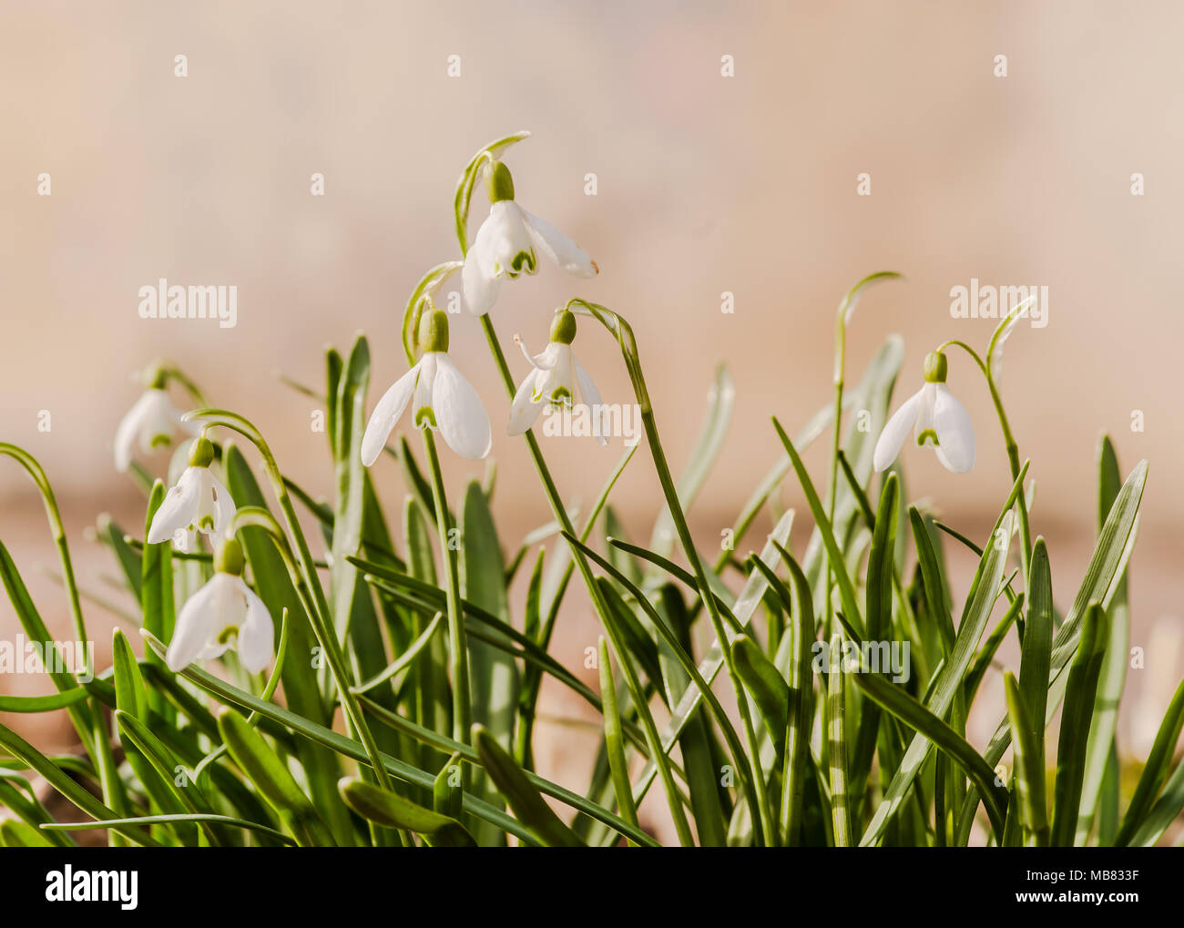Die ersten Frühlingsblumen, Schneeglöckchen, ein Symbol der Natur Erwachen im Sonnenlicht. Licht, Tonisierung, Aufhellung. Stockfoto