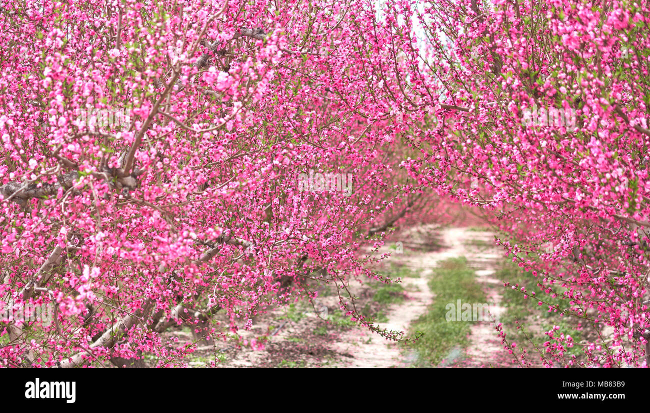 Obstgärten in voller Blüte. Blühende Obstbäume in Cieza in der Region Murcia. Spanien Stockfoto