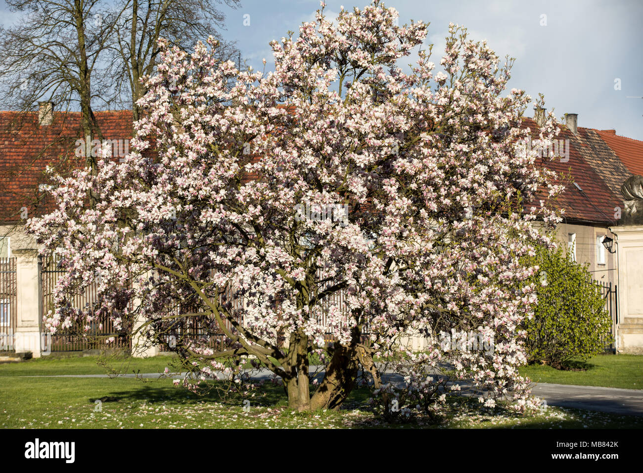 Blühende Magnolienbaum im April im Garten Stockfotografie Alamy
