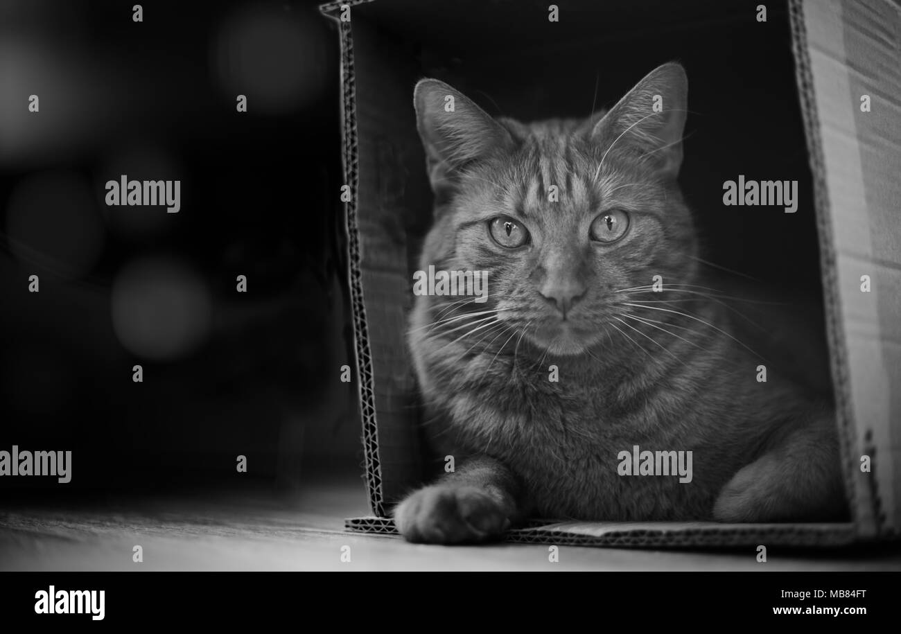 Tabby Katze in einem Karton und Blick in die Kamera sitzen. Stockfoto