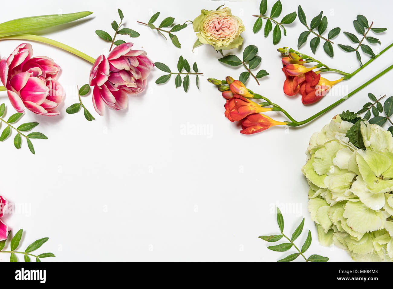 Frühling Blumen. Rosa Blumen auf weißem Holz- Hintergrund. Flach, Ansicht von oben Stockfoto