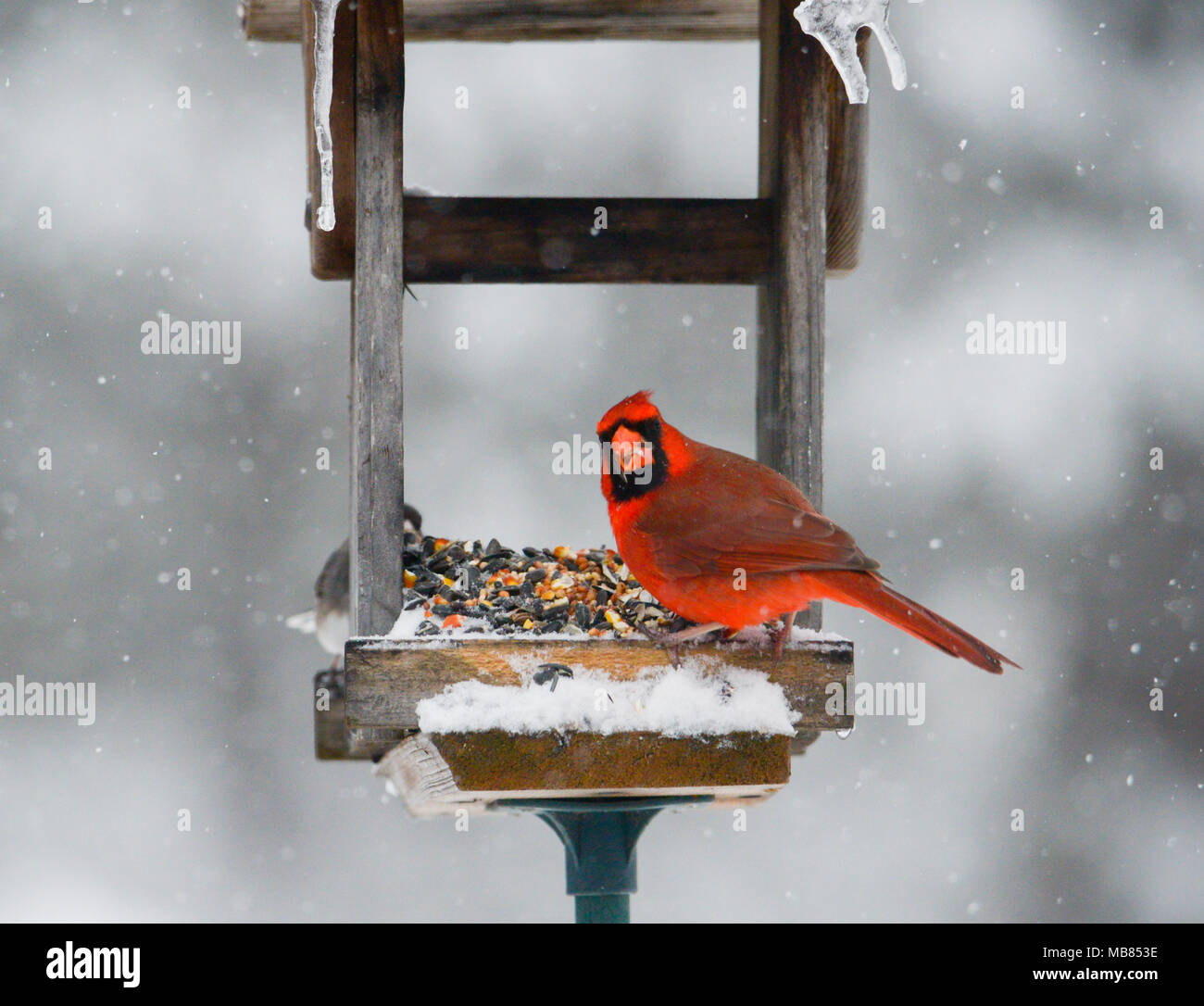 Männliche Kardinal sitzen auf Zubringer in Blizzard. Schnee und Eiszapfen im Hintergrund. Stockfoto