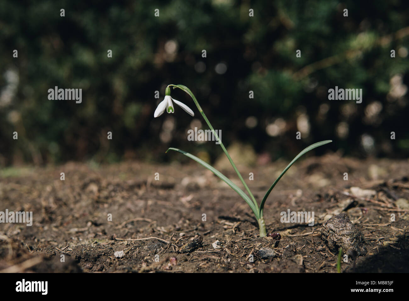 Single snowdrop Anfang Frühling wachsende Stockfoto