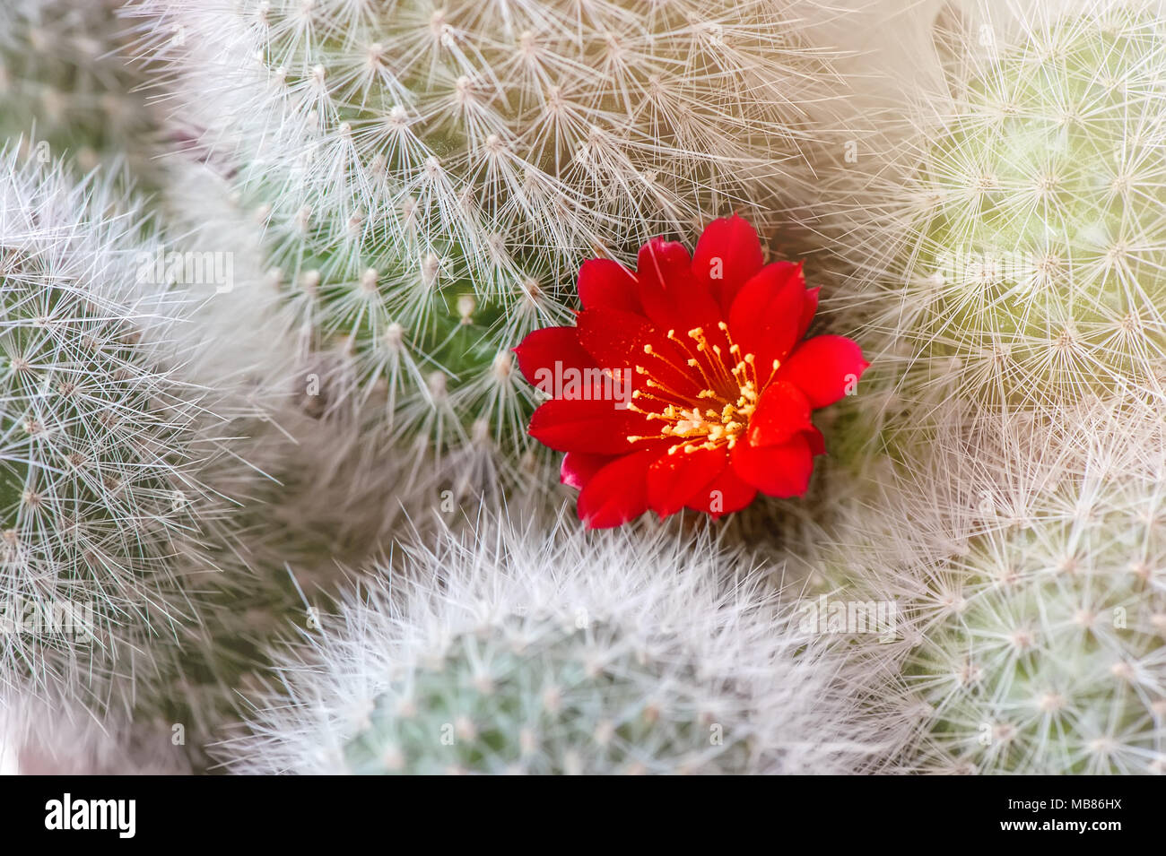 Kugel Kaktus mit viel rot Kaktus Blumen auf dichotome gelb-blauen Hintergrund. Close Up. Selektive konzentrieren. Stockfoto