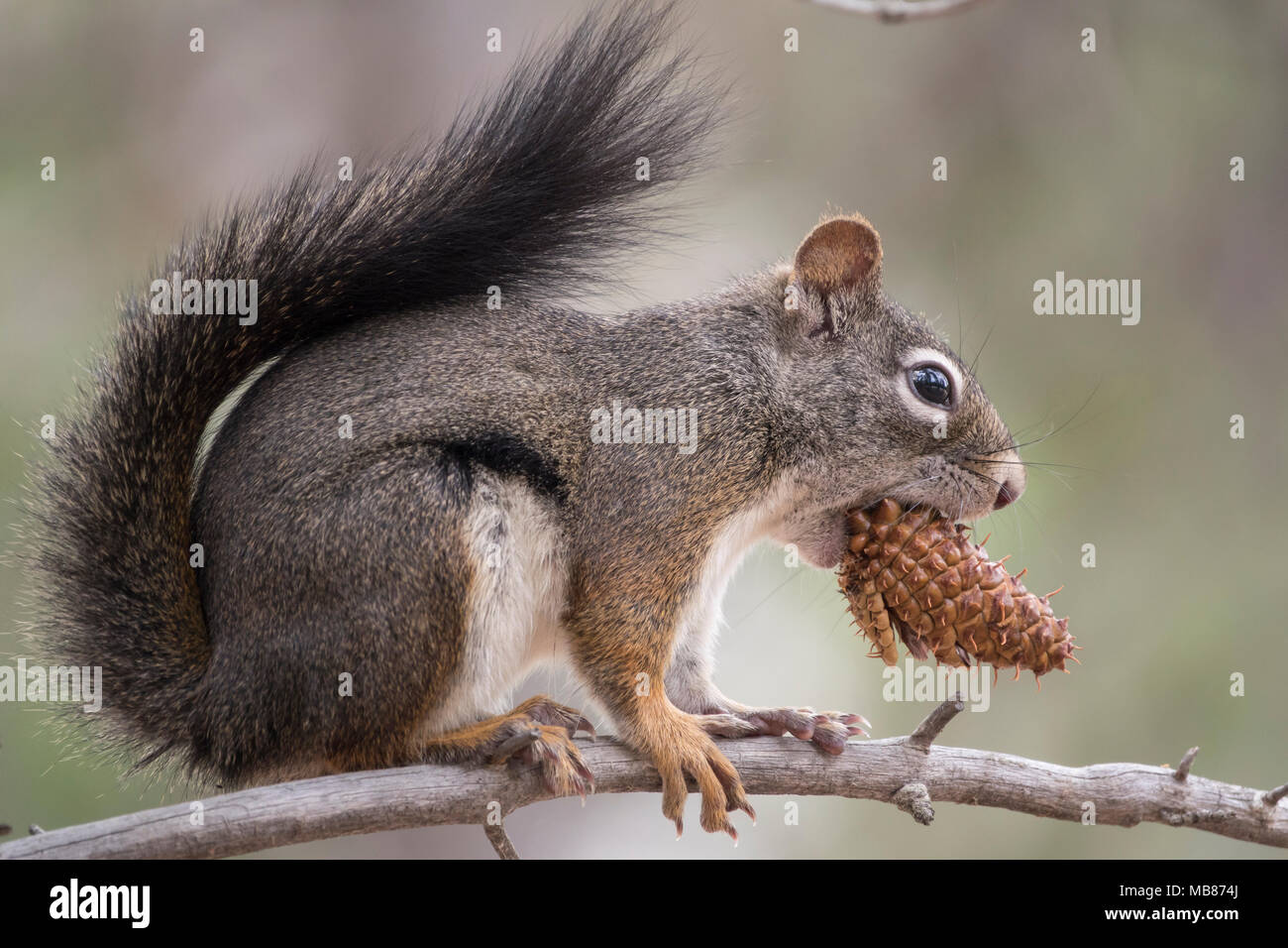 Eine Douglas Eichhörnchen essen eine Pine Cone, während in einem Baum im Frank Church-River kein Zurück mehr Wildnis in Idaho thront. Stockfoto