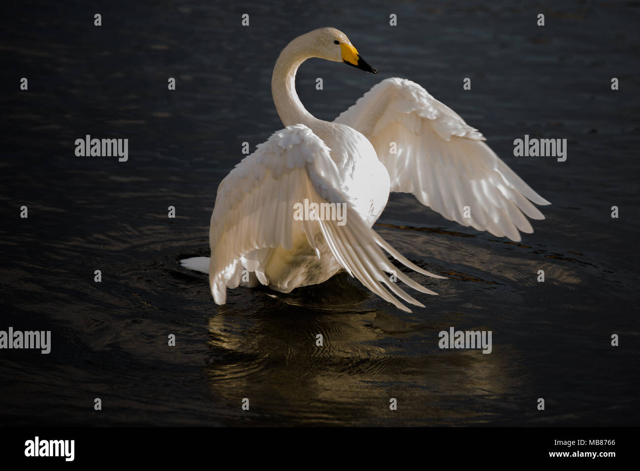 Einen wunderschönen sibirischen Swan breitet seine Flügel Stockfoto