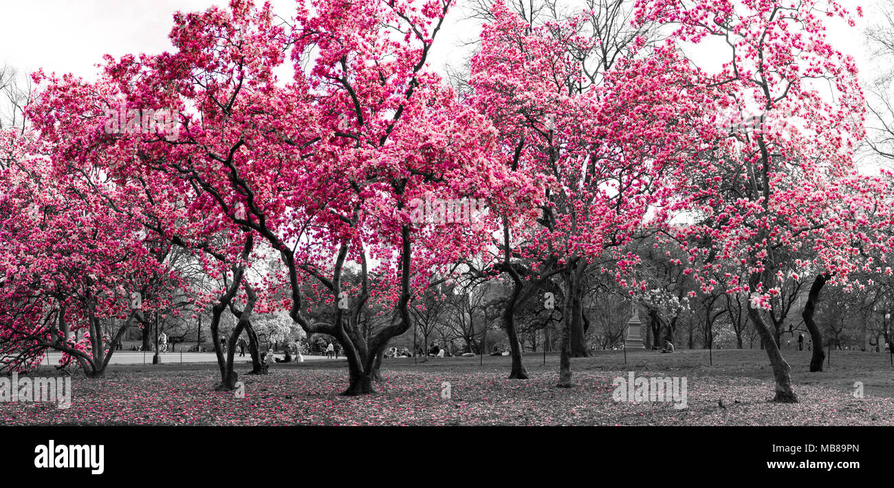 Surreale Wald fantasy Landschaft mit rosa Bäume in einem schwarzen und weißen Stadtbild im Central Park, New York City Stockfoto