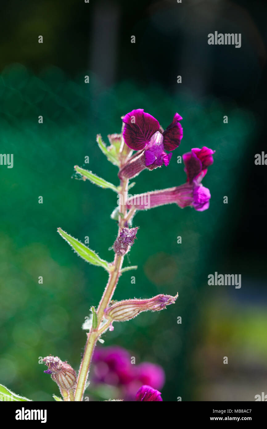 Zigarre Blume, Cigarrblomma (cuphea Integrifolia) Stockfoto