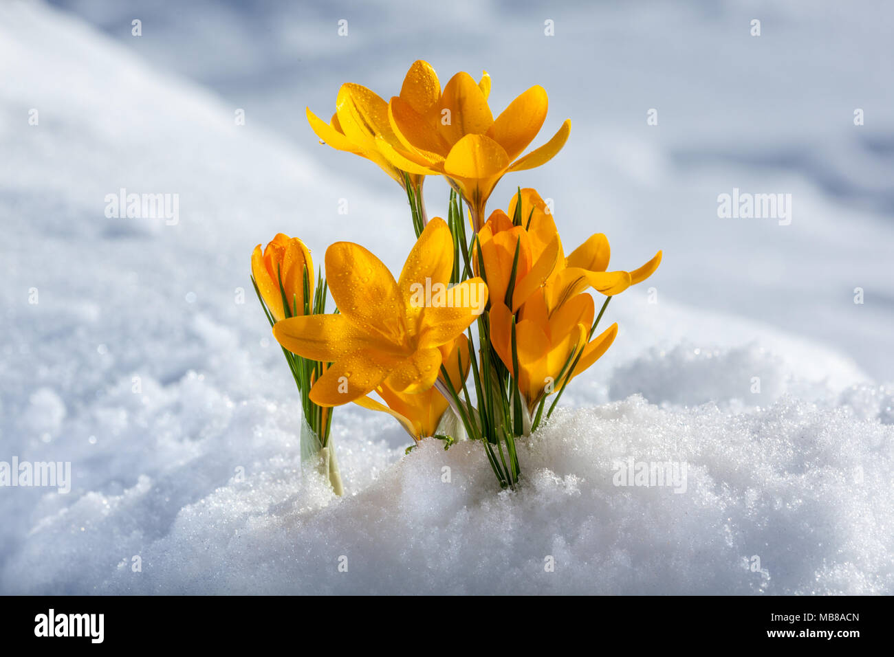 Frühling crocus, Vårkrokus (Crocus vernus) Stockfoto