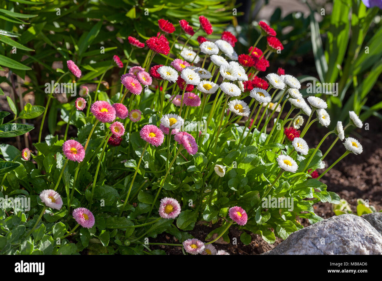 Daisy, Tusensköna (Bellis perennis) Stockfoto