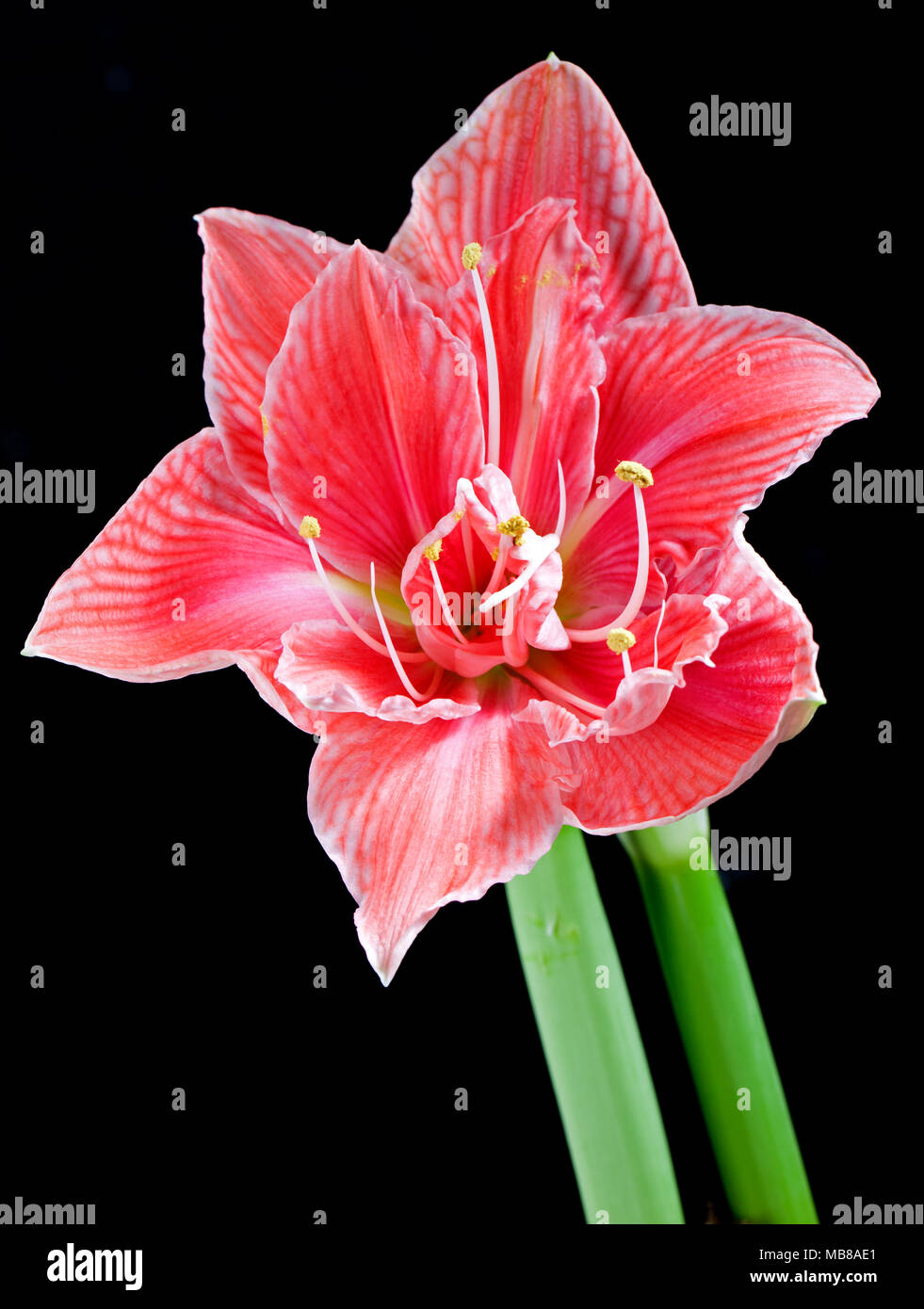 'Sweet Nymph' Hippeastrum, Amaryllis (Hippeastrum x hortorum) Stockfoto