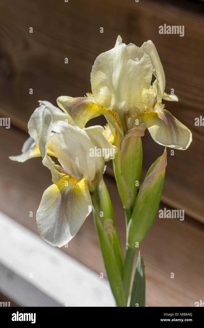 "Grüne wenig "Zwerg Iris, Dvärgiris (Iris pumila) Stockfoto