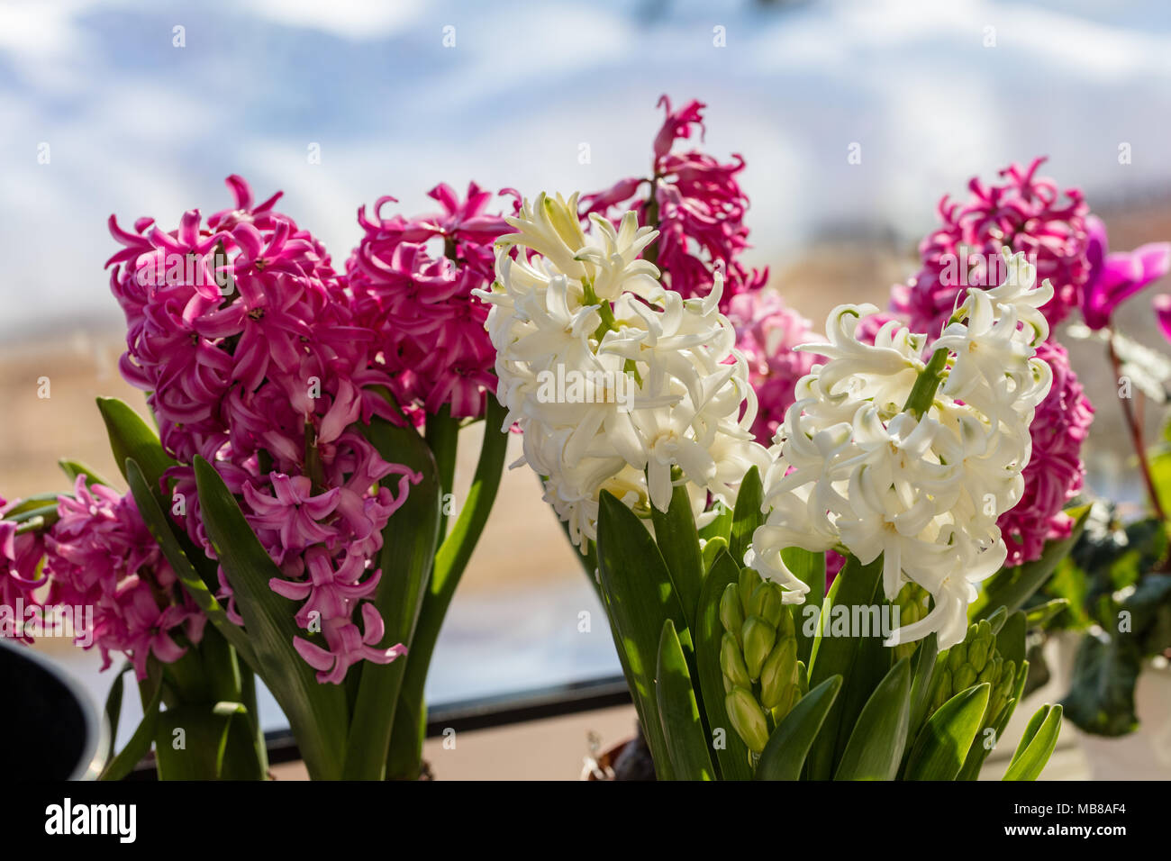 Gemeinsame Hyazinthe, Hyacint (Hyacinthus orientalis) Stockfoto