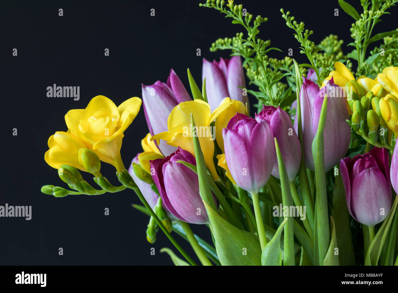 Nahaufnahme eines Frühlingsbouquets gelber Freesien und rosafarbener Tulpen vor schwarzem Hintergrund in Großbritannien Stockfoto
