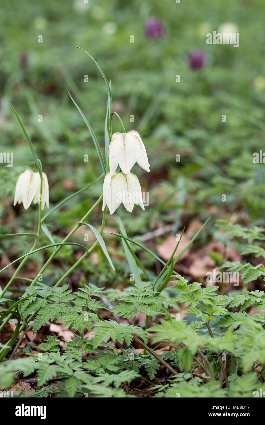 Nahaufnahme einer Wildblume, der weißen Fritillaria meleagris, die auf einer Wiese in England, Großbritannien, blüht Stockfoto